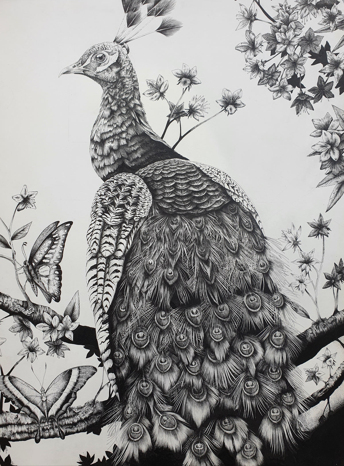 Peacock